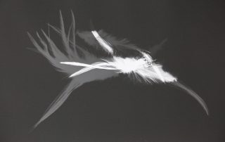 Eine weiße Feder auf einem schwarzen Untergrund