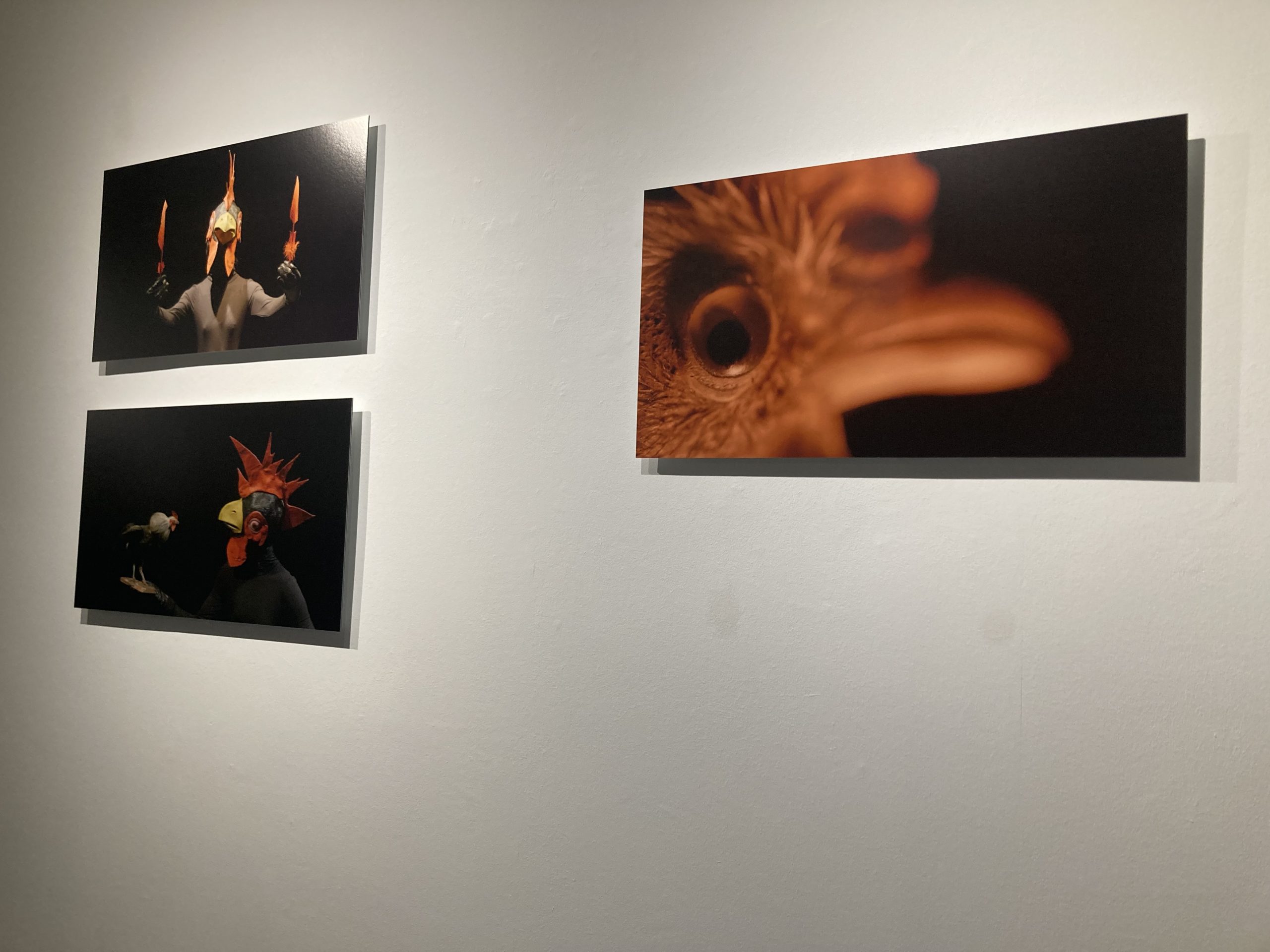 Drei Bilder im langen Querformat nebeneinander. Die Maske eines Hahns in verschiedenen Detailgrößen.